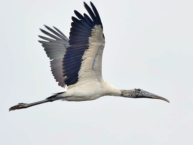 Wood Stork by Keith Watson